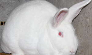 日本大耳兔怎么挑选 被毛纯白眼红色