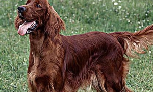 你们说，爱尔兰塞特犬是什么类型的狗狗？