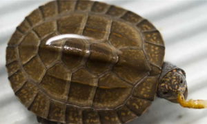 饲养须知：斯里兰卡黑山龟怎么养才好？