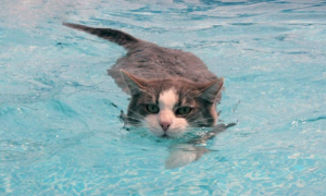 如何训练宠物猫猫游泳？猫咪怎么游泳？