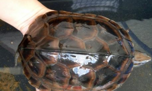 黄喉拟水龟怕热吗？
