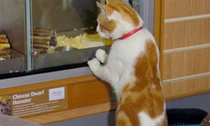 萌猫每天造访商店　望着橱窗里老鼠或鱼出神