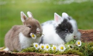 波兰兔吃什么，青干草与兔粮的配比最佳