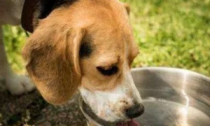 五种类型的狗狗，最容易“中暑”，记得在夏季时给他们降温