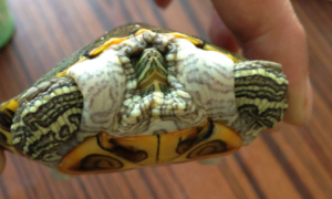 巴西龟中暑怎么办？