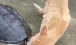 乌龟吃鱼，橘猫硬生生把鱼抢走，猫：把鱼交出来……
