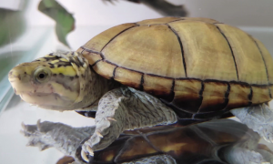 头盔龟幼龟怎么分公母？