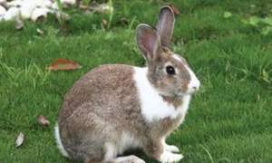 夏温拿兔能长多大，一般体形体重2-3kg