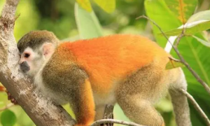 赤背松鼠猴：一种酷似松鼠的猴子
