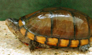 头盔龟和黄泽龟区别
