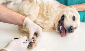狗狗有点儿小伤口如何医护？