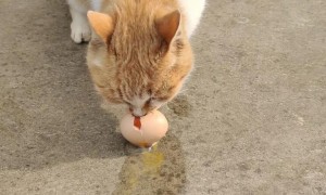 猫可以吃生鸡蛋吗？看完就知道该如何给猫吃鸡蛋