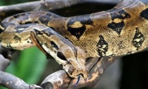 女子遭2.4米巨蟒勒颈而死，经调查，屋内竟然有140条蛇！