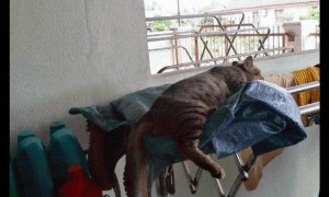 猫咪睡在晾衣架上，从白天睡到半夜，这是准备到晚上嗨起来吗？