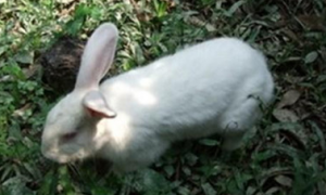 佛州大白兔怎么挑选 它的身形比较短