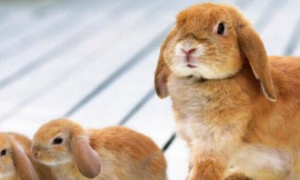 荷兰垂耳兔寿命是多少？正常在10年左右
