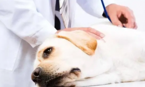今日科普：“犬蛋白质缺乏症”的临床症状与治疗是什么？