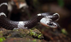 野性珍灵｜黑背白环蛇——低调的剧毒蛇