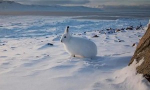 北极兔怎么挑选？季节不同它的皮毛颜色不同