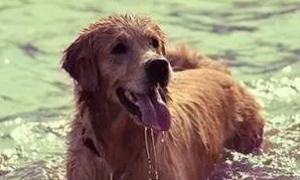 高度警惕，狗狗夏季中暑96%死亡率！