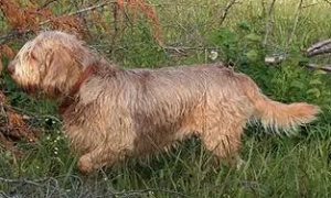 奥达猎犬的日常护理 毛发剥落是自然现象