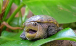 窄桥蛋龟饲养环境是什么？来了解下吧