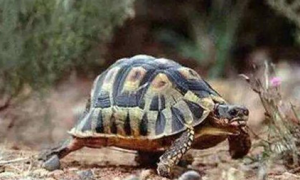 特拉凡柯陆龟的品种简介，来一起看看吧