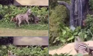 动物园斑马抓狂咬人 男子被斑马拖行数十里