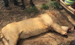 南非爆分狮案 因巫术需要狮子被割去首级和四肢