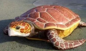 蝎泽龟为什么没人养？它们可以活多长时间？