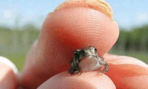 世界上五种最小的动物, 体型最小的青蛙, 全身只有7.7毫米