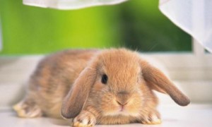 荷兰垂耳兔聪明吗 环境不同兔子也不同