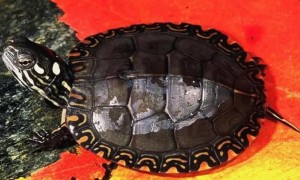 南部锦龟是保护动物吗？看看这个！