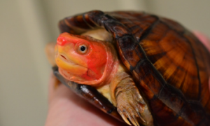 红面蛋龟怎么分公母 红面蛋龟如何分公母