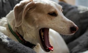 狗狗咳嗽都有哪些原因？该吃什么药？