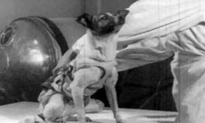 揭秘：第一只进入太空的狗狗，死因被隐瞒了47年~