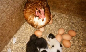鸡舍里出现三只小小喵星人 四百只母鸡共同守护
