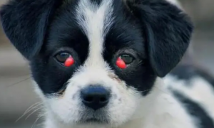 狗眼睛红红的是什么原因？答案在这里！