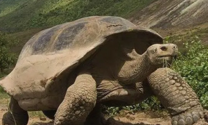 加拉帕戈斯象龟灭绝了吗？加拉帕戈斯象龟还有么？