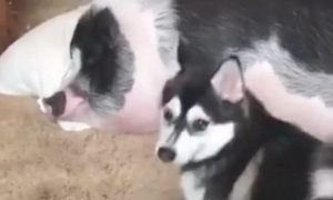 网民养了一只哈士奇和一只山猪，每一次为了更好地叫猪醒来，二哈也是豁出去
