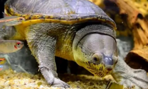 今天来了解下，蛋龟寿命多长？