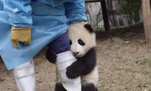 为什么大熊猫很喜欢去抱饲养员大腿女饲养员的回答让人哭笑不得