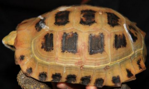 养龟常识：缅甸陆龟多久喂一次？