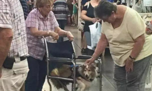 老太太和狗轮着应用一张残疾轮椅，刚到商场就被别人好奇心的看热闹