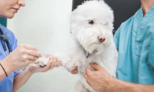 给狗狗打疫苗注重多，这几个方面不可以忽视，要不然相当于白打