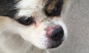 狗狗鼻子受伤的护理及鼻头干湿的健康表现