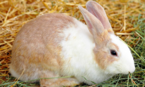 獭兔的饲养技术 全面解析专业养兔十六忌