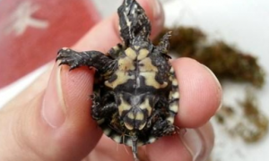 迷你麝香龟多大繁殖，想知道的来看看！
