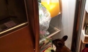 小袋鼠肚子饿找不到食物 翻冰箱见葱大快朵颐
