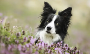 狗狗晕厥的原因与治疗方法有哪些？